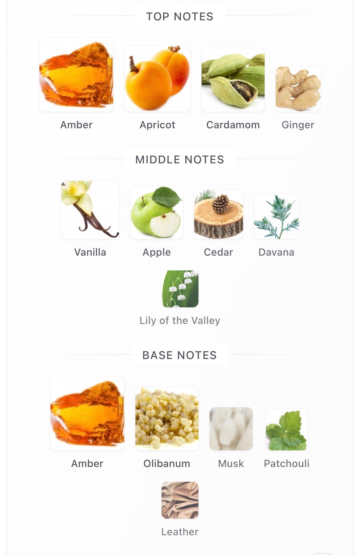 Shagaf Amber Infusion