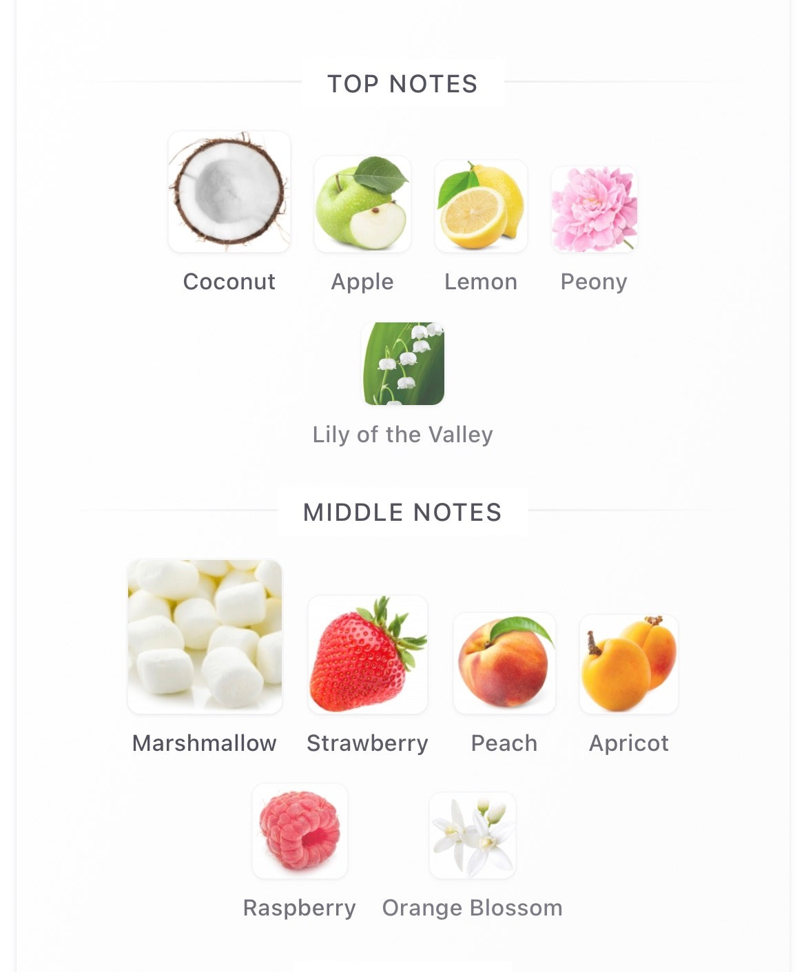 Odyssey Marshmallow